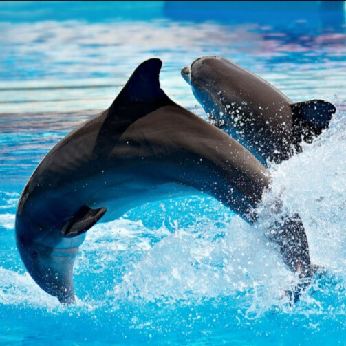 Dolphin Show