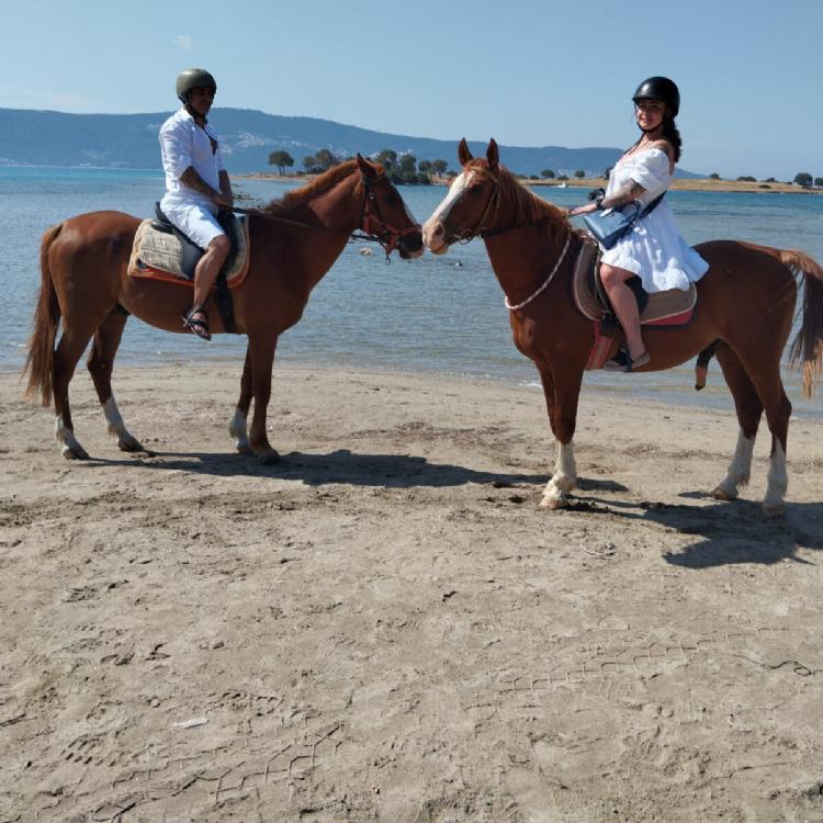 Sea Horse Safari